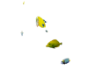 Tropical Fish