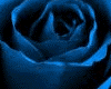 Blue Rose Speaker