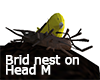 :G: Bird nest on Head M