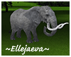 African Elephant Grey