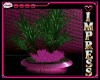 BBG Pink Plant 