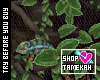Chameleon Habitat