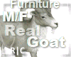 R|C GoatSilver Furniture