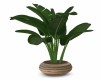 POTTED TROPICAL PLANT