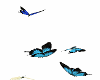 零 Blue Butterflies