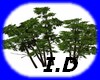 I.D TREE FOREST
