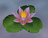 Realistic Water Lily