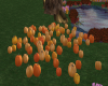 Pumpkin Patch