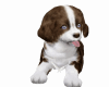Sweet Anim poses Puppy