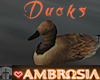Ambrosia Ducks