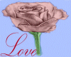Rose of Love