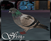 *S* Pigeons animated