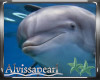 Island Dolphin