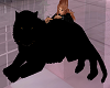 Big Black Wild Cat