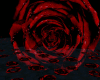 ~Miro~ Dark Rose Room