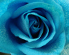 Turquoise Rose SofaTable
