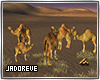 *JE* DESERT CAMELS GROUP