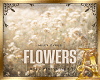 Flowers+D