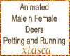 Male Female Deers Ani