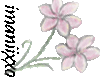 pretty flower