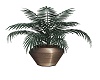 bronze plant
