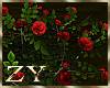 ZY: Red Rose Plants