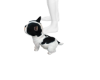 PB French Bulldog pet