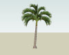 Magic  palm Tree