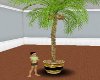 LS Coconut Palm tree