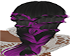 Black Purple Cessidy