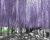 dj purple trees73