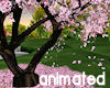 ~Cherry Blossom Animated