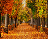 Autumn Path..