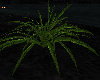 spider plant 