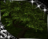 SC: Treehouse Tree