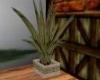 ~TQ~country cactus