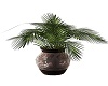 Potted Tropical Plant 2