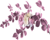Lavender Roses