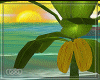  Tropico banana pot
