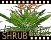 Shrub bush field