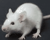 Animated White mouse
