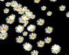 daisy particle dj light