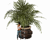 Rattan Plant