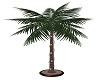 Baby Palm Tree