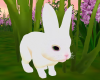 Bunny Pet Animated F