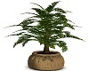 Beautiful Fern Plant Dec