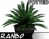 *R* Fern Potted Plant RB