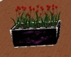 planter box