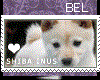 [Bel] Shiba Inu