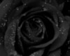 Black Rose 2